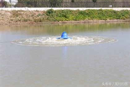 黑坑钓鲫鱼选钓位技巧大揭秘,黑坑为什么钓不到鱼放了什么药