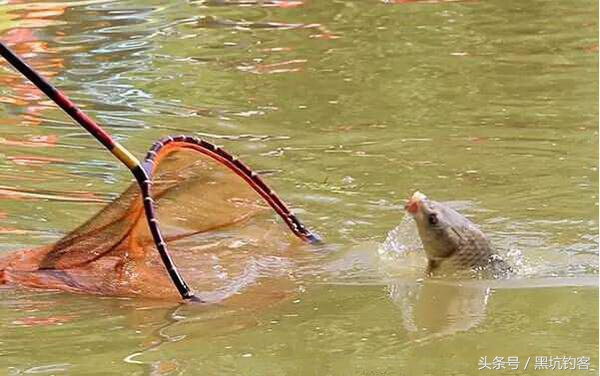钓黑坑前期不会飞鱼怎么办,钓黑坑抛竿不准怎么办