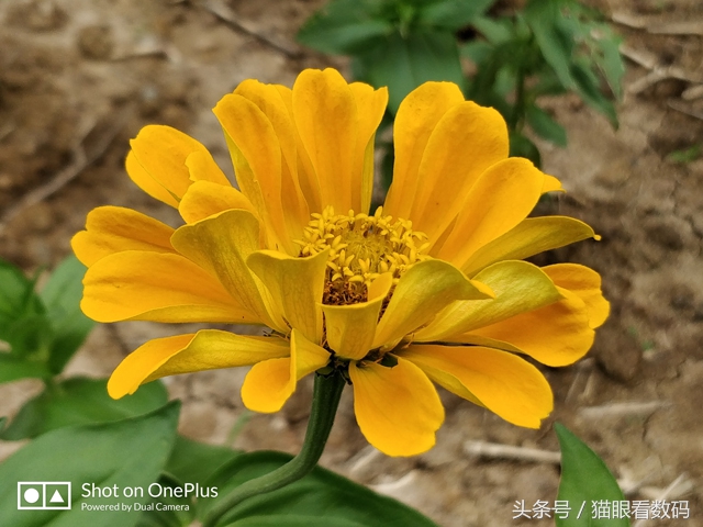 入手一加5效果如何,一加手机5的性能怎么样