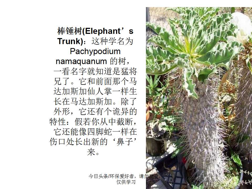 认识植物从身边开始,认识植物的根茎叶各个部分