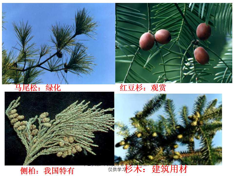 认识植物从身边开始,认识植物的根茎叶各个部分