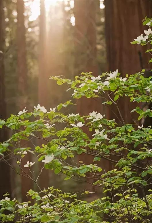 走进树林会感觉空气清新为什么呢,走进红杉林感受不一样