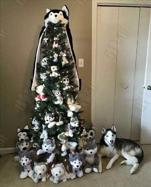 每日糗百，十大糗图