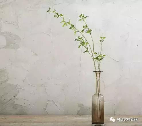 娈嬫灊璐ュ彾鎻掕姳,娈嬫灊璐ヨ姳