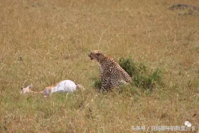 风动？树动？心动！致你，Kenya