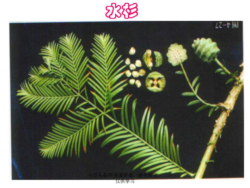 认识植物从身边开始,认识植物的根茎叶各个部分