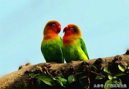 牡丹鹦鹉怎么放养,牡丹鹦鹉到底是笼养好还是散养好