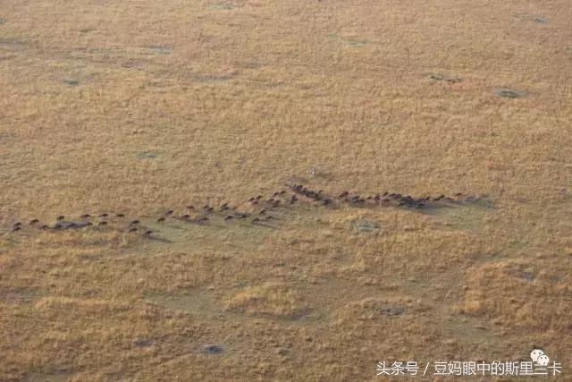 风动？树动？心动！致你，Kenya