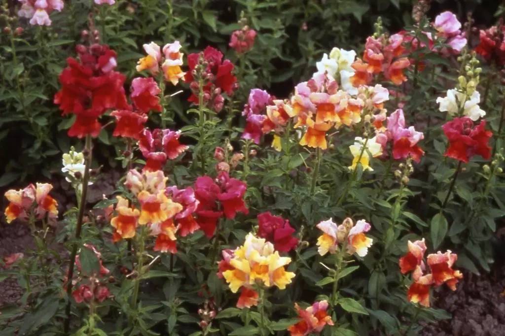 花卉图片大金鱼草,世界公认最漂亮的花卉金鱼草