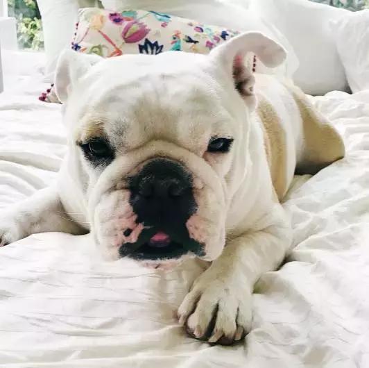 斗牛犬产前征兆,法国斗牛犬小崽平胸怎么预防