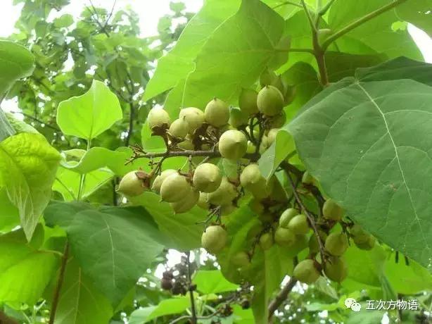 真正的梧桐树有梧桐果吗,真正的梧桐长什么样