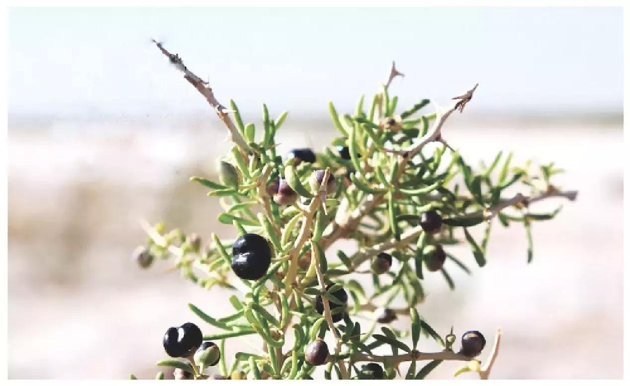 90后女生回到家乡创业,90后姑娘只身创业打拼