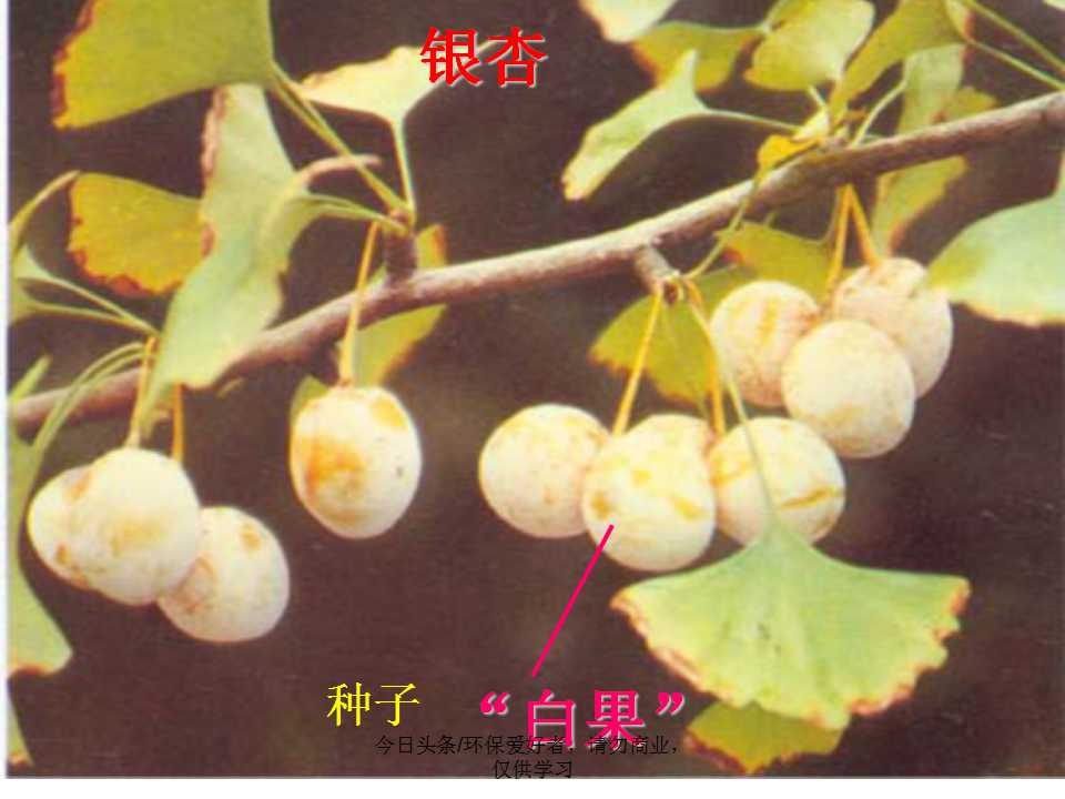 认识植物从身边开始,认识植物的根茎叶各个部分