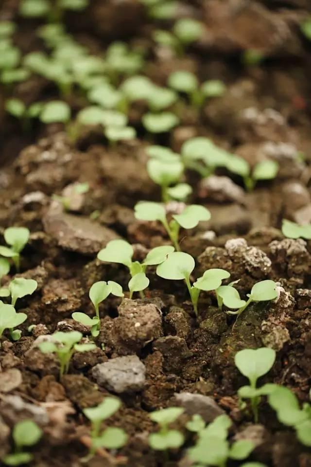 90后帅哥花3000元爆改出租屋后，又买了个破院子