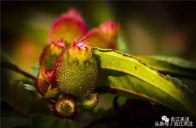 暴牙郎的药用,暴牙郎的神奇功效