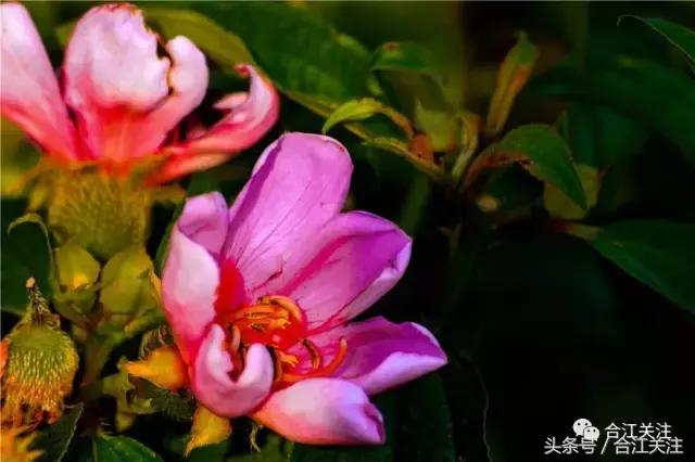 暴牙郎的功效与作用,暴牙郎功效与作用