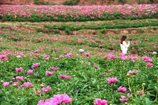 金堂县创建旅游城市,打造天府旅游县