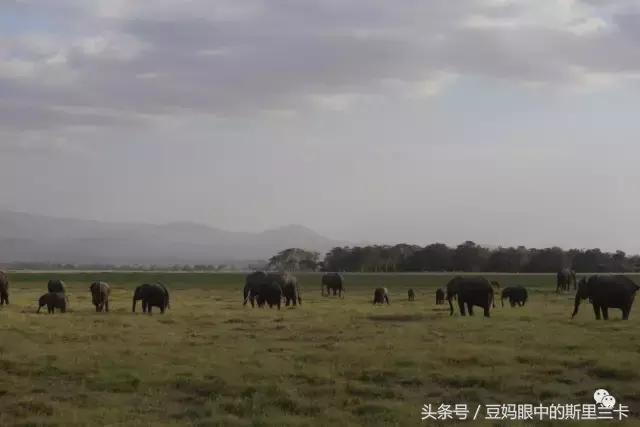 风动？树动？心动！致你，Kenya