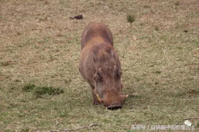 风动？树动？心动！致你，Kenya