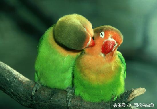 牡丹鹦鹉怎么放养,牡丹鹦鹉到底是笼养好还是散养好