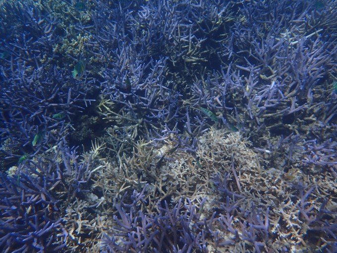 一起去帕劳旅游,去帕劳旅游自由行攻略