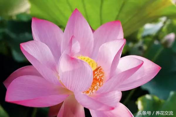 盆栽荷花怎么养比较好,一招教盆栽荷花开花