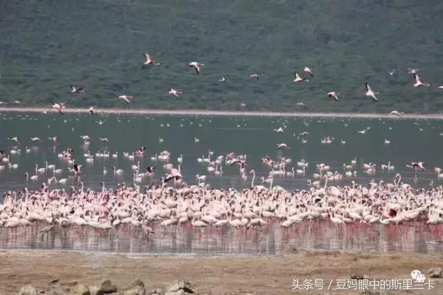 风动？树动？心动！致你，Kenya