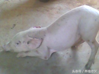 养龟眼肿怎么办,猪眼睛肿怎么快速消肿