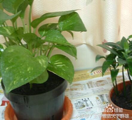 家里有金色小飞虫怎么消灭,家里为什么有小飞虫怎么消灭