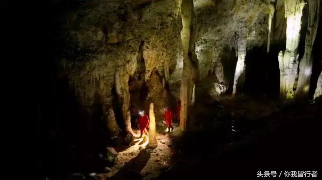 在深达数百米的天坑，大熊猫曾经到此一游