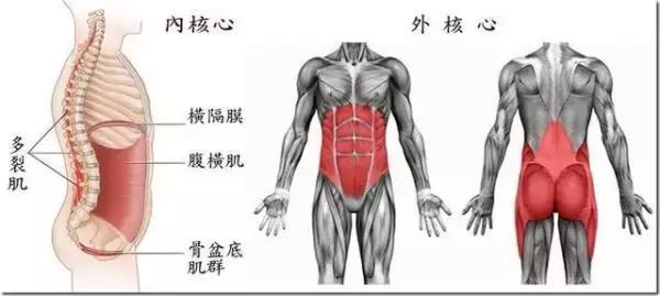 骨盆底肌位置,老司机带你了解车子