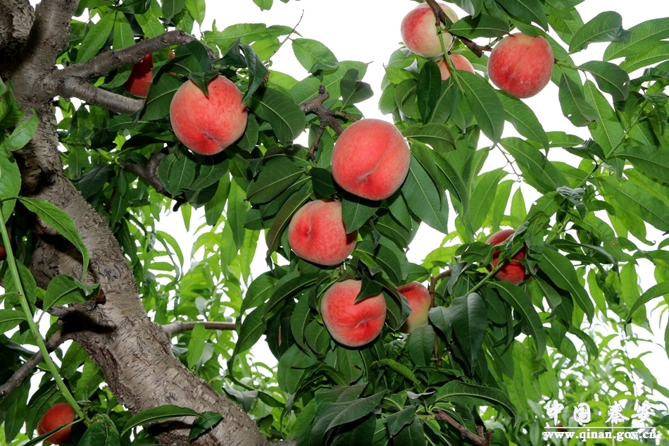 全国有名的天水秦安蜜桃大上市,秦安蜜桃享誉世界