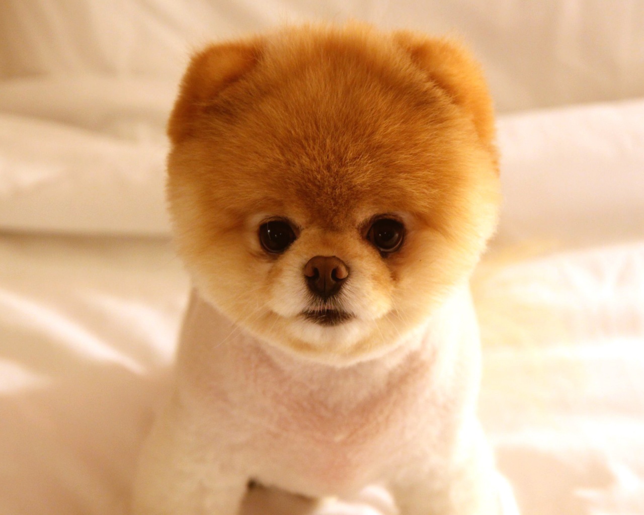 美国领养狗流程,领养狗养狗技巧