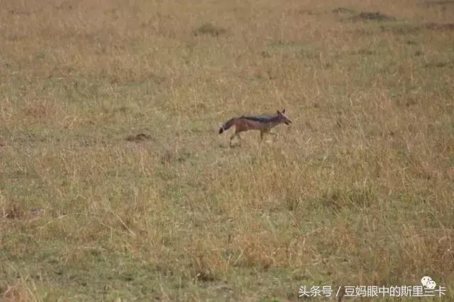 风动？树动？心动！致你，Kenya