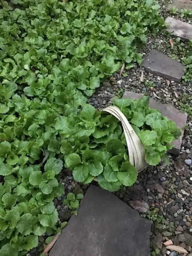 90后帅哥花3000元爆改出租屋后，又买了个破院子