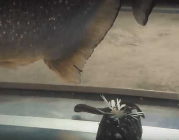 潜水水下遇到巨大不明生物,潜水员海底发现神秘巨型柱状生物