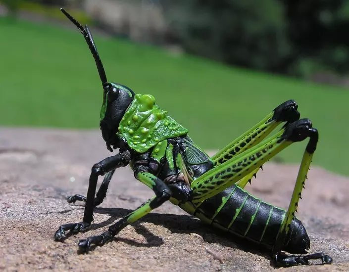 名著昆虫记思维导图,昆虫记蜘蛛思维导图