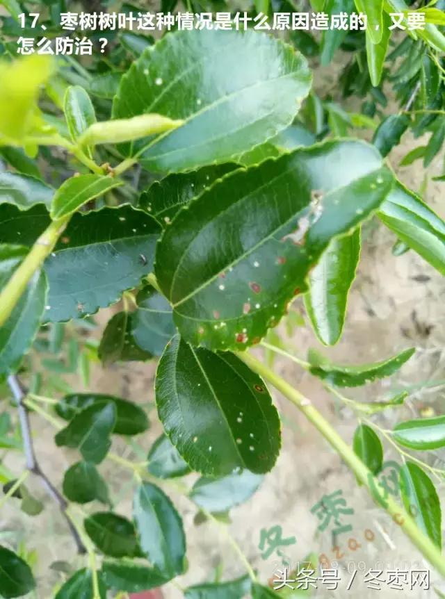 冬枣管理问题分析,冬枣管理问题解答186期