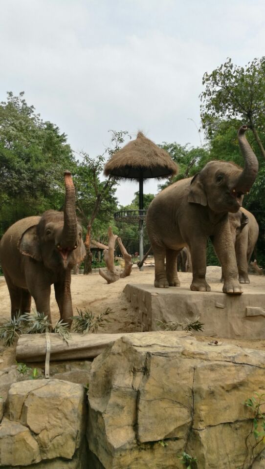 广东长隆野生动物园旅游攻略图片,长隆野生动物园国宝有几只