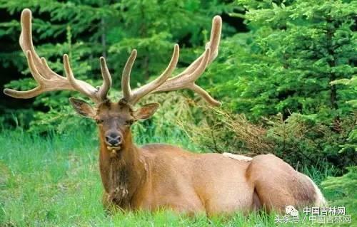 到吉林玩买啥、吃啥？再也不用刘烨代购吉林土特产了！