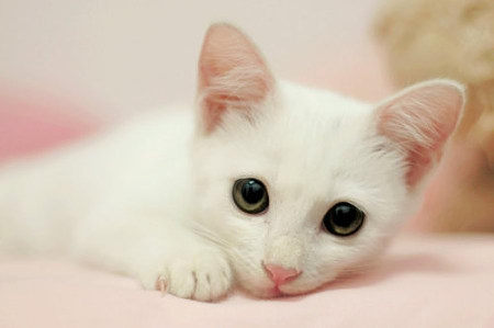 怎么防止猫跳上空调,怎样可以防止夏天猫咪吹空调