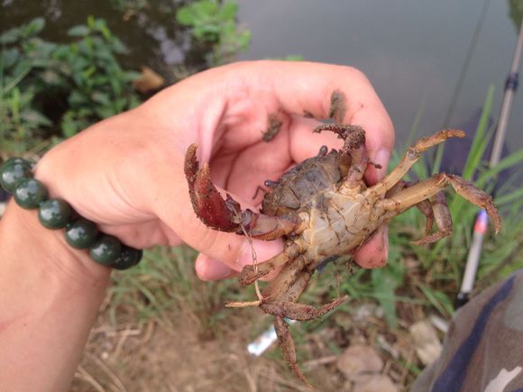 螃蟹闹窝如何开饵,夜钓螃蟹虾闹窝该怎么处理