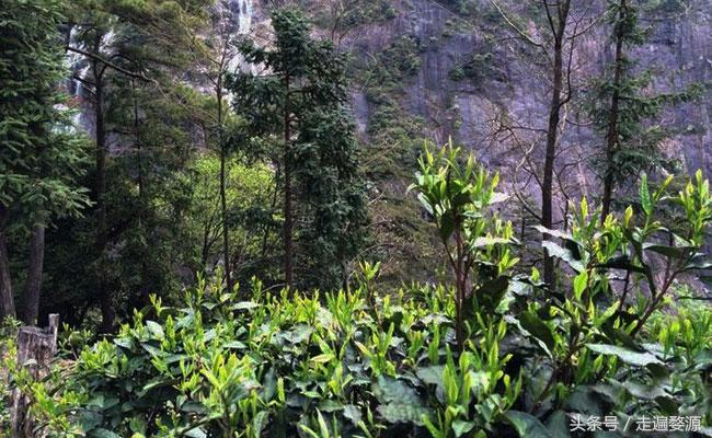 婺源第一名,婺源茶叶第一名