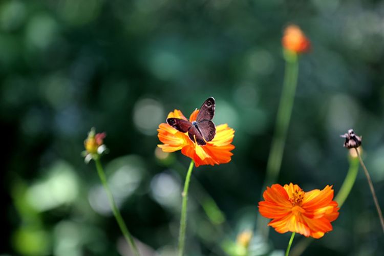 伊滨区万安山山顶公园,洛阳万安山山顶公园照片