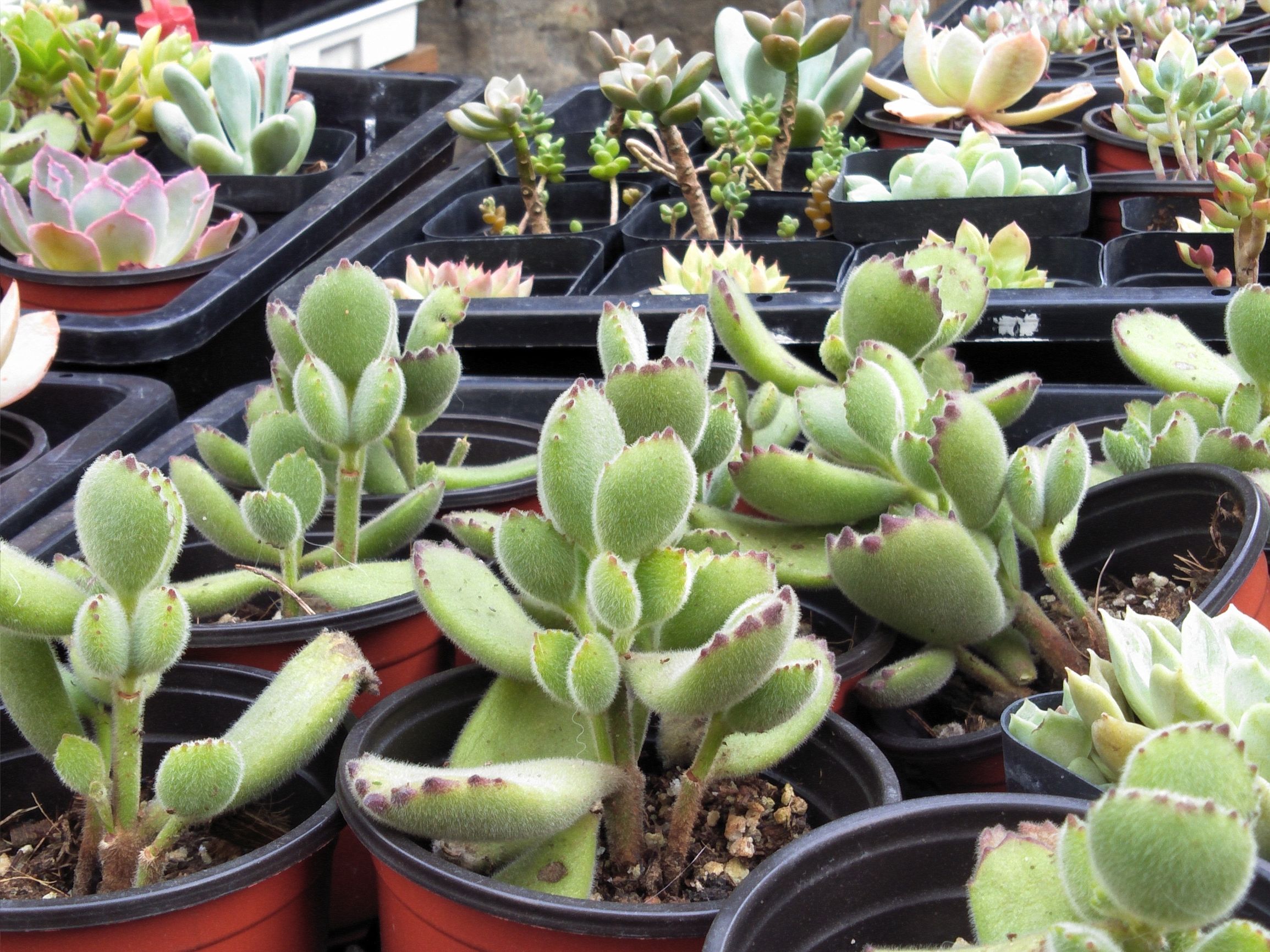 OPPOA77测评,oppoa77原装白色