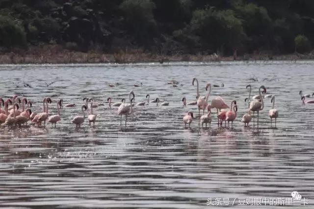 风动？树动？心动！致你，Kenya