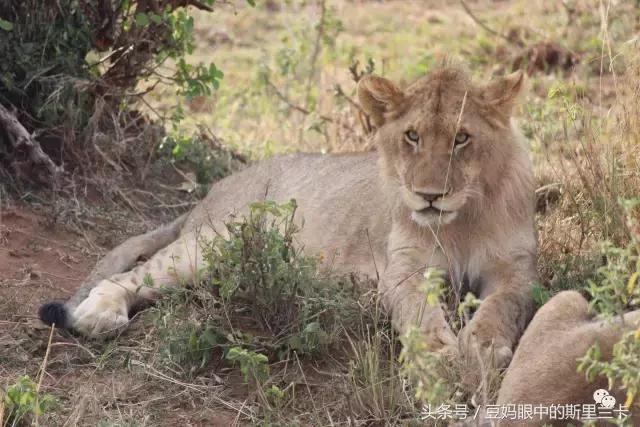 风动？树动？心动！致你，Kenya