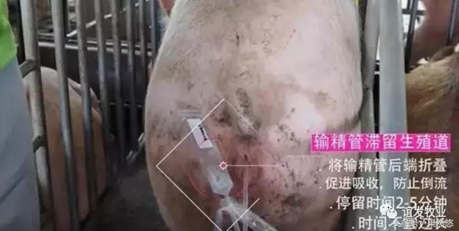 配种后输精管应何时拔下？要不要拍一下猪屁股？丨这里有准确答案