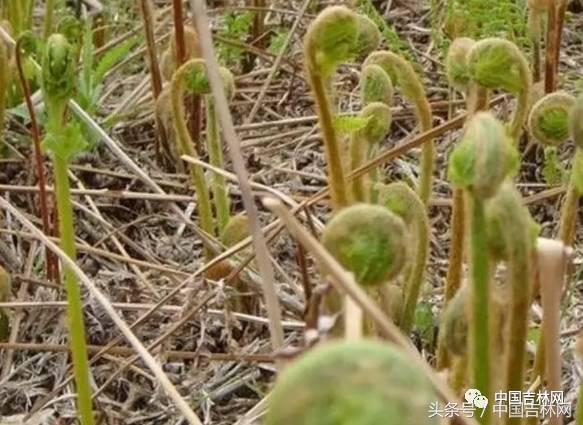 到吉林玩买啥、吃啥？再也不用刘烨代购吉林土特产了！