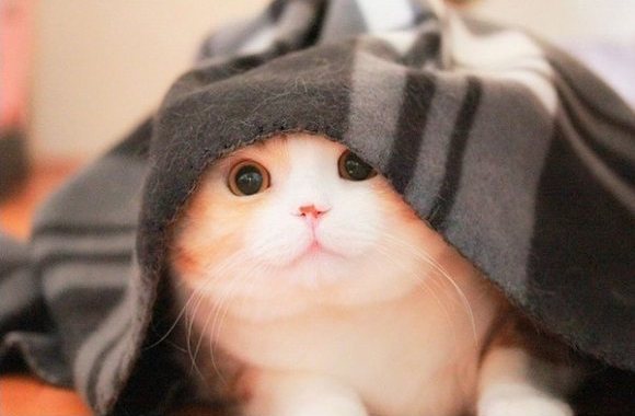 不要说我孤独,我还有猫